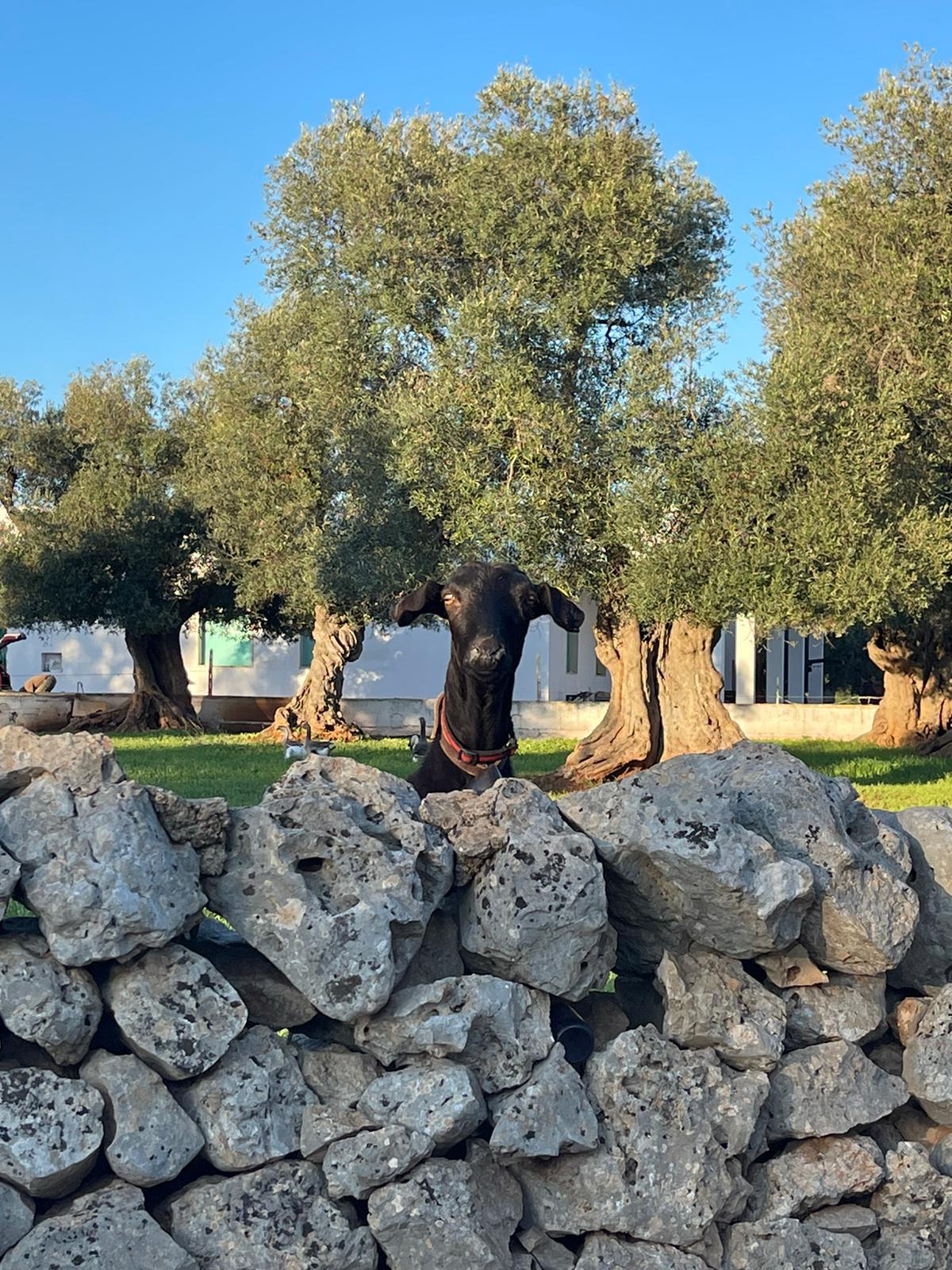 Associazione culturale Errabilis: ulivi secolari e animali autoctoni in un progetto di valorizzazione del territorio in Puglia