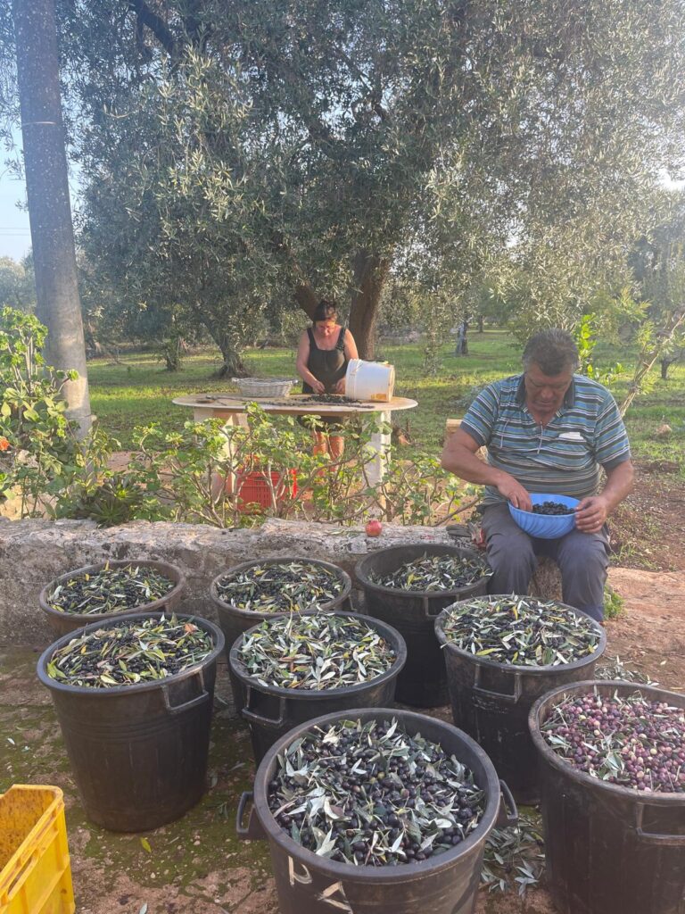 About us 4 esperienza vendemmia didattica vigna puglia 1