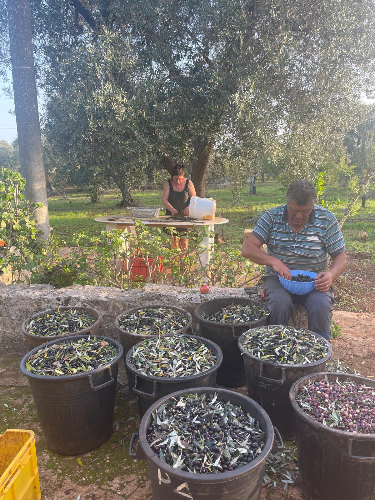 esperienza vendemmia didattica vigna puglia