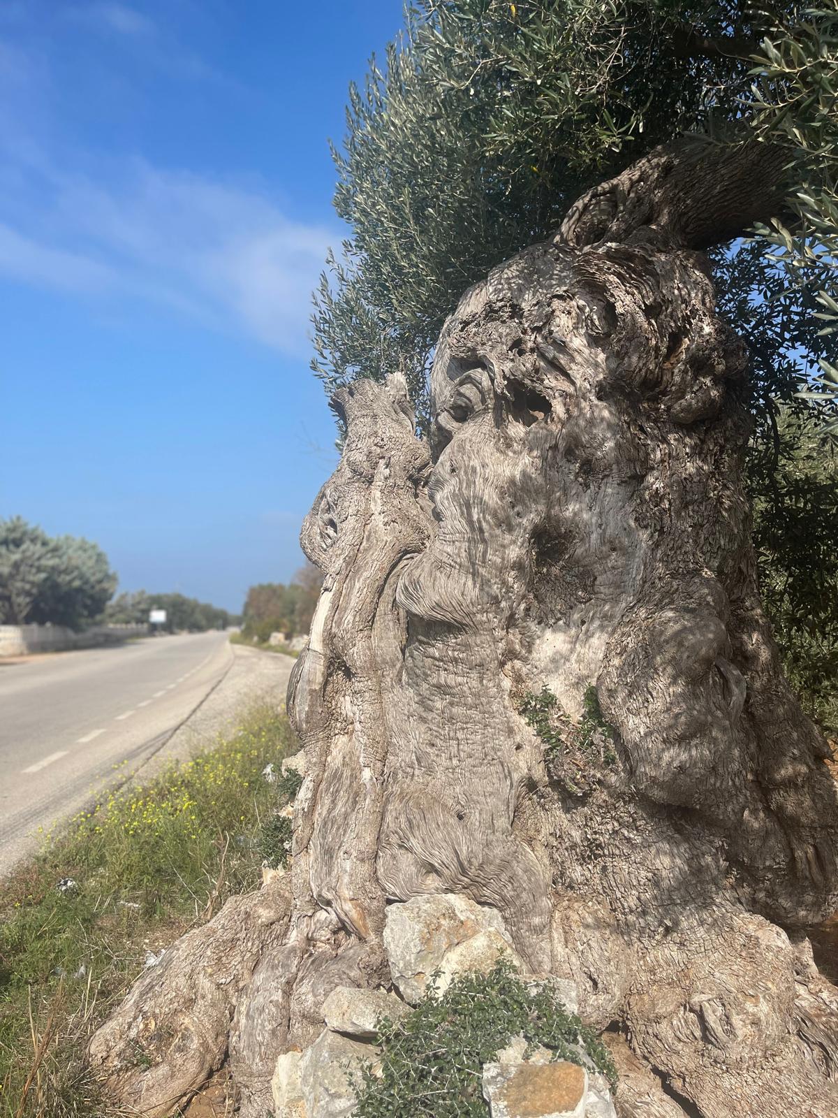 Progetti 11 paesaggio rurale puglia ulivo secolare errabilis